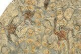 Wide Slab Of Fossil Starfish, Brittlestars, Crinoids & Corals #234591-6